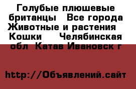 Голубые плюшевые британцы - Все города Животные и растения » Кошки   . Челябинская обл.,Катав-Ивановск г.